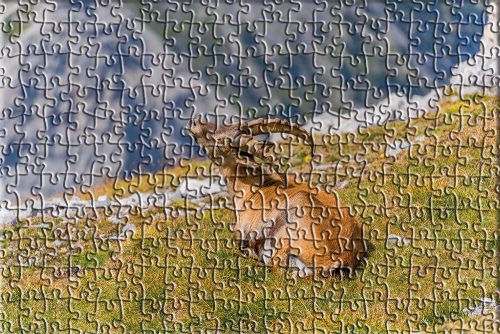 halltal-steinbock-puzzle
