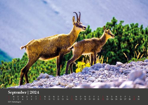 halltal-kalender-2024-11